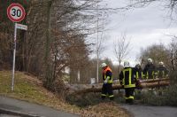 02_2010_Baum_auf_Strasse 11